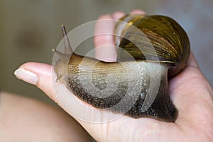 Snail ahatina