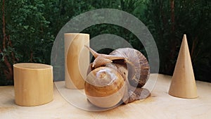 the snail akhatin crawls next to geometric shapes. cone, cylinder, sphere on the background