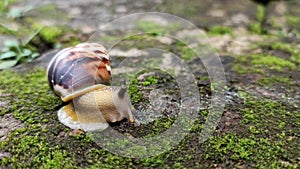 A snail (Amphidromus) stick out tentacles