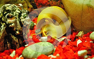 Snail ampulyarii in the aquarium, Pomacea bridgesii.