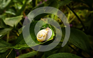 Snail on the ground, fence or a plant. Slovakia