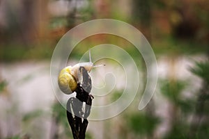 Snail on the ground, fence or a plant. Slovakia