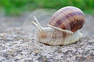 Snail animal life in nature on the green grass