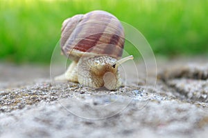 Snail animal life in nature on the green grass