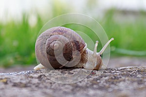 Snail animal life in nature on the green grass