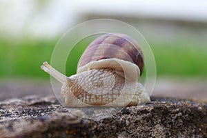 Snail animal life in nature on the green grass