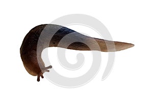 Snail one isolalted head