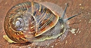 Snail photo