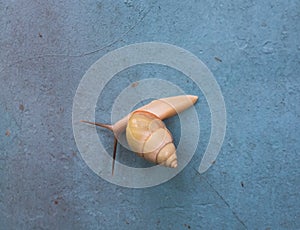 Snail animal synopsis appears after rain