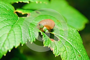 Snail Antara affected by parasite Leucochloridium paradoxical photo