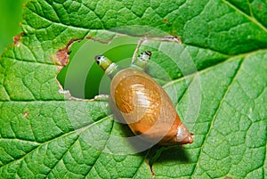 Snail Antara affected by parasite Leucochloridium paradoxical photo