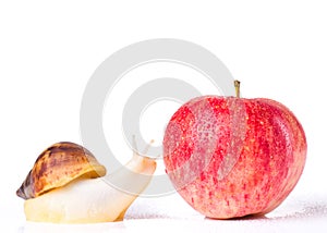 Snail and apple