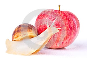 Snail and apple