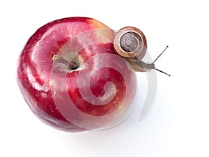 Snail on Apple