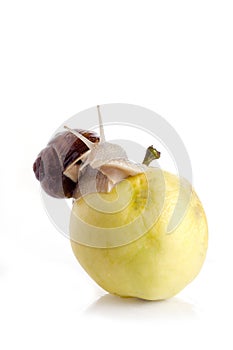 Snail on an apple