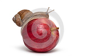 Snail on apple. Helix pomatia.