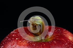 A snail on an apple