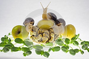 Snail on an apple, white background and green lettuce sprouts.