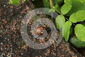 Snail(arianta arbustorum)on a rock.