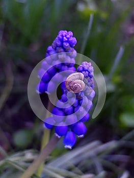 Snail on Armenian muscari flowers close up