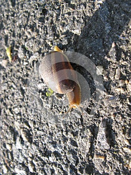 Snail on Asphalt