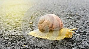the snail on the asphalt