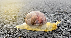 the snail on the asphalt