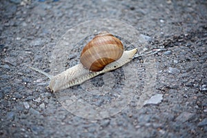 Snail on the asphalt cloe up