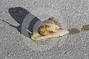 Snail on the asphalt
