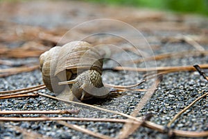 Snail on the asphalt among dry branches