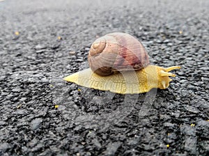 the snail on the asphalt