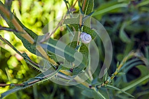 Snail attached to a wild plant in the field