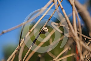 Snail attached to a wild plant in the field