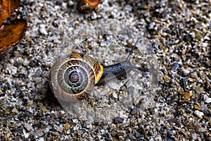 Snail on an Autumn Background