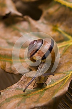 Snail on autumn leaves