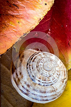 Snail on the Autumn leaves