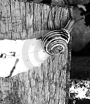 Snail B&W