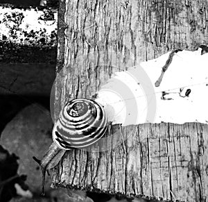 Snail B&W