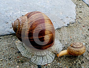 Snail with baby snail