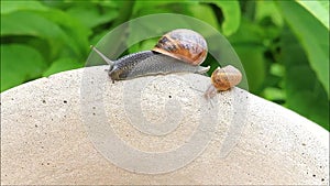 Snail and baby snail Helix pomatia