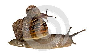 Snail on Back of Bigger Snail