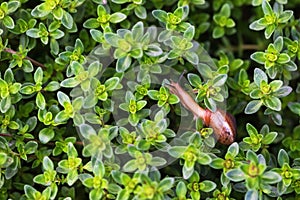 Snail on a background of growing thyme