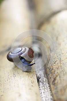 Snail on bamboo sidewalk