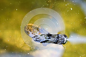 Snail Basommatophora