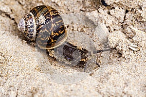 Snail on beach