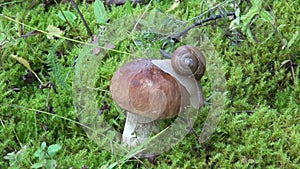 Snail on beautiful mushroom boletus in autumn