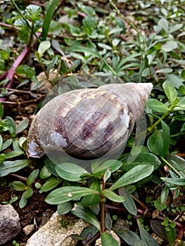 Snail with a beautiful shell on the grass