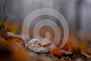 A snail in the beech forest in foggy day during fall season. Cornu aspersum creature in the wild