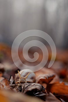 A snail in the beech forest in foggy day during fall season. Cornu aspersum creature in the wild