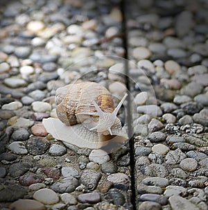 Snail bevor decision, choice in life concept